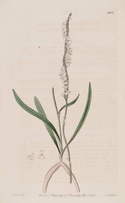 Illustratie van Spiranthes sinensis (als syn. Neottia australis) door M. Hart